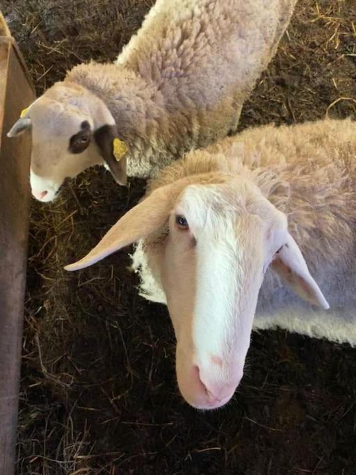Tourist Farm Kladje Villa Ljubno ภายนอก รูปภาพ