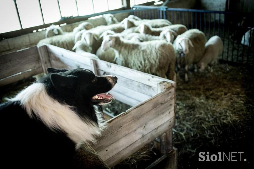 Tourist Farm Kladje Villa Ljubno ภายนอก รูปภาพ