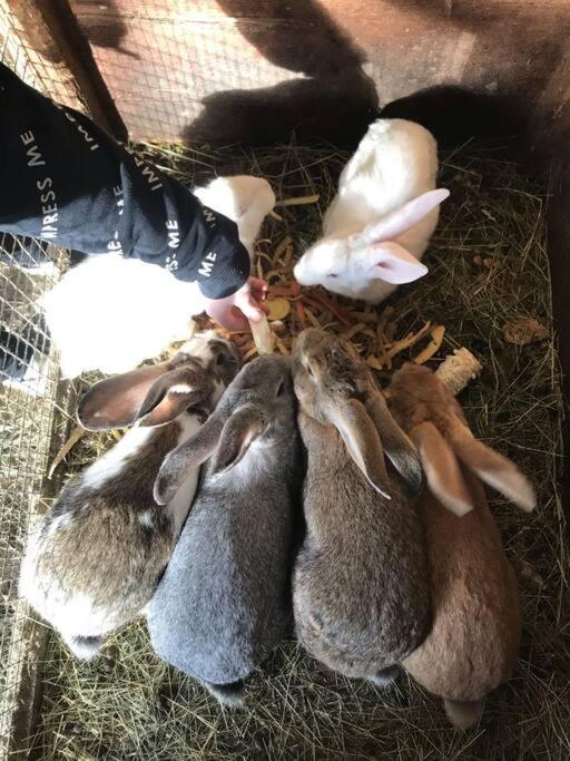 Tourist Farm Kladje Villa Ljubno ภายนอก รูปภาพ