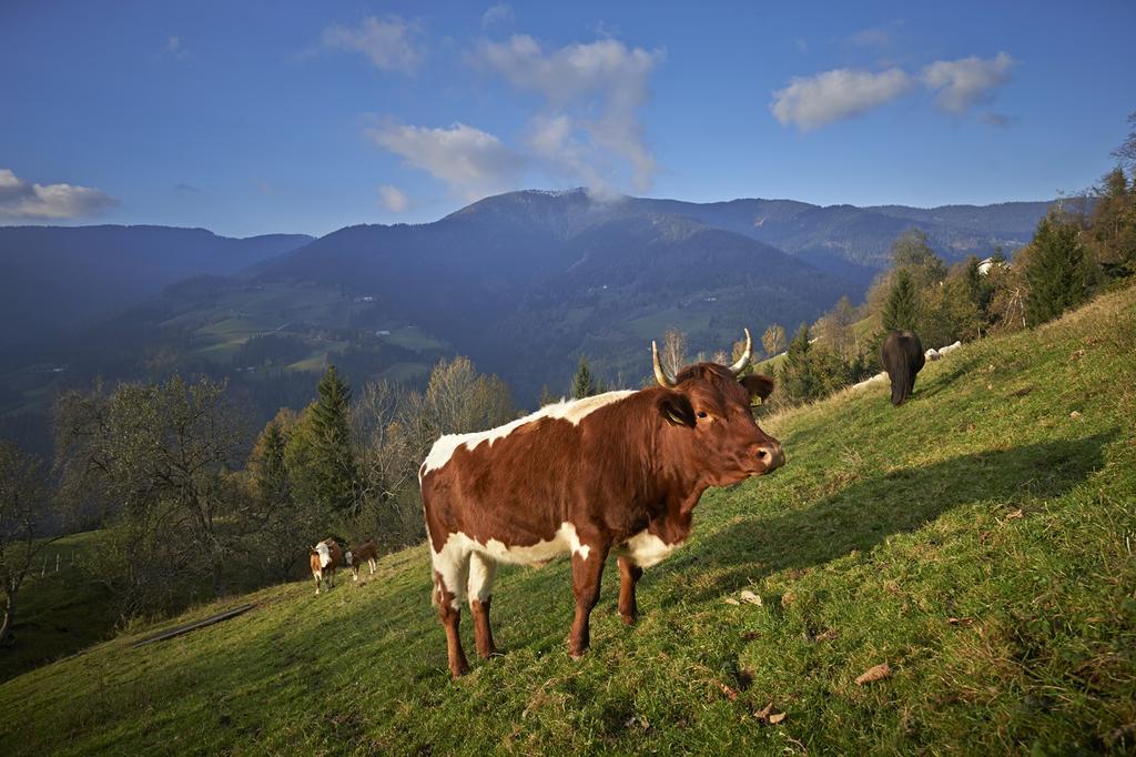Tourist Farm Kladje Villa Ljubno ภายนอก รูปภาพ